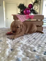 Pearl, a female Golden Retriever for sale in Baltic, OH – Photo 2 of 9