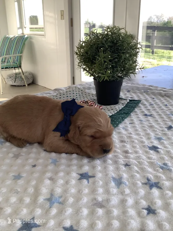 Beetle  – Golden Retriever puppy for sale in Baltic, OH