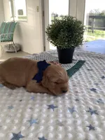 Beetle , a male Golden Retriever for sale in Baltic, OH – 2 of 6