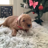 Pearl, a female Golden Retriever for sale in Baltic, OH – Photo 7 of 9
