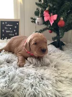 Pearl, a female Golden Retriever for sale in Baltic, OH – Photo 7 of 9
