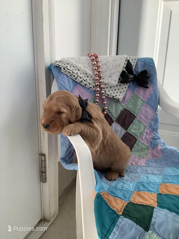 Simon – Golden Retriever puppy for sale in Baltic, OH