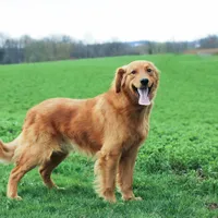 Pearl, a female Golden Retriever for sale in Baltic, OH – Photo 8 of 9