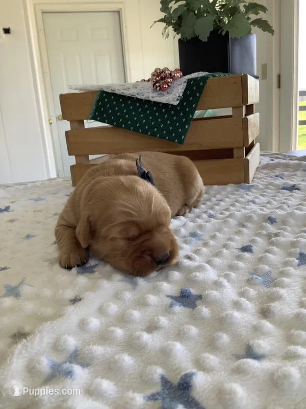 Simon – Golden Retriever puppy for sale in Baltic, OH