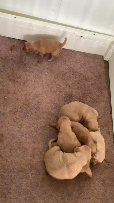 Frankie, a male Golden Retriever for sale in Baltic, OH – 8 of 8
