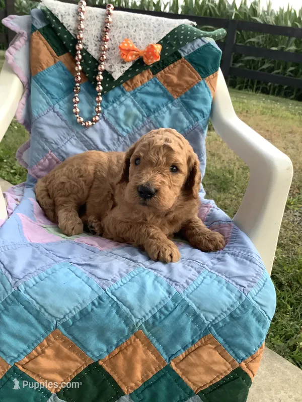 Ronnie -F1b  – Goldendoodle puppy for sale in Baltic, OH