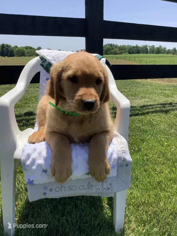 Tyler  – Golden Retriever puppy for sale in Baltic, OH