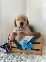 Tito, a male Golden Retriever for sale in Baltic, OH – 4 of 10