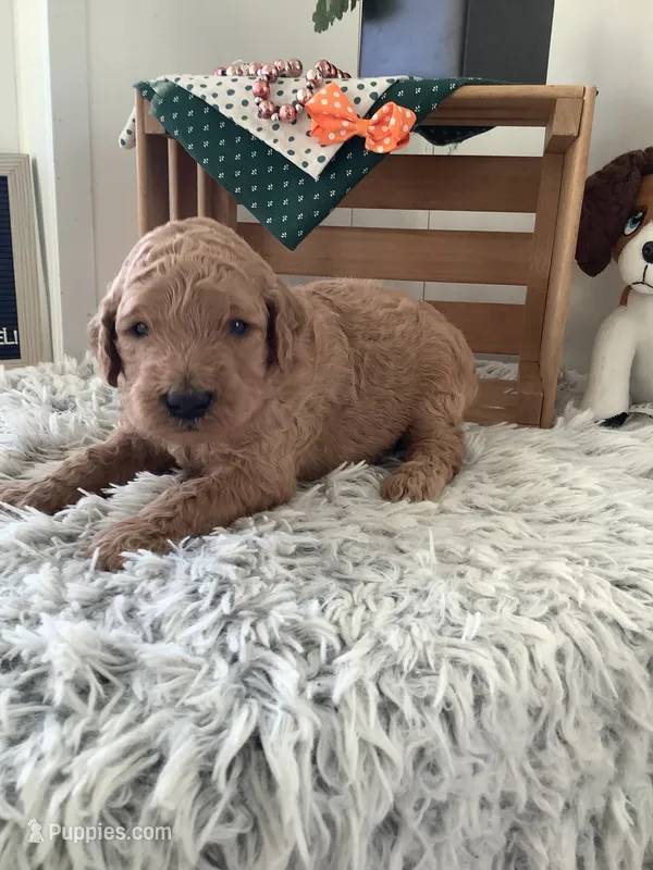 Ronnie -F1b  – Goldendoodle puppy for sale in Baltic, OH