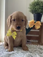 Jose, a male Golden Retriever for sale in Baltic, OH – 2 of 8