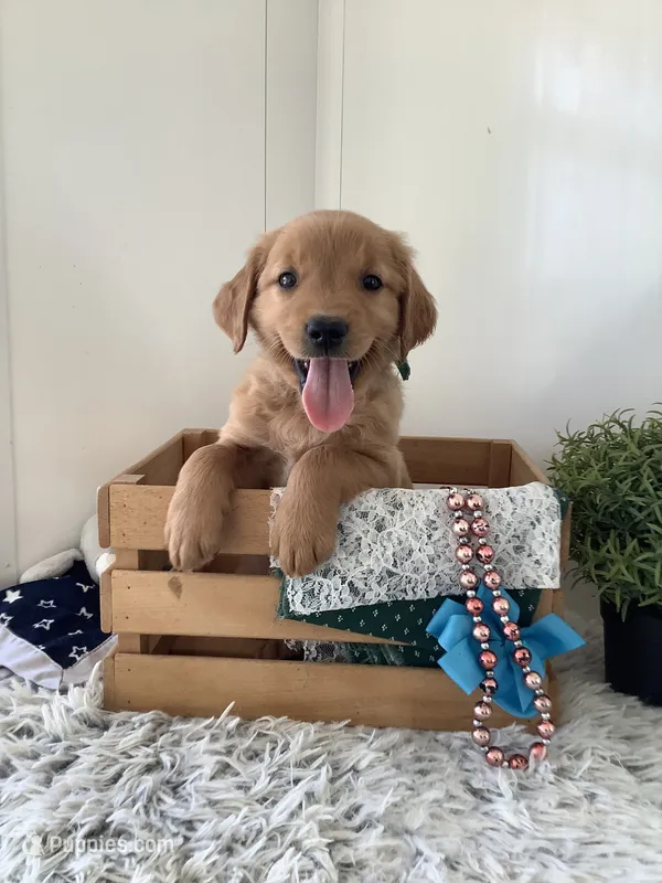 Rocky – Golden Retriever puppy for sale in Baltic, OH