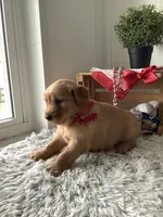 Cassandra , a male Golden Retriever for sale in Baltic, OH – 3 of 6