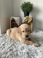 Rover, a male Golden Retriever for sale in Baltic, OH – 2 of 7