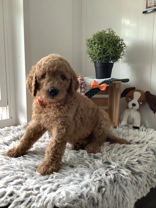 Ronnie -F1b  – Goldendoodle puppy for sale in Baltic, OH