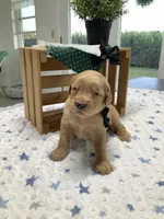 Frank , a male Golden Retriever for sale in Baltic, OH – 4 of 8