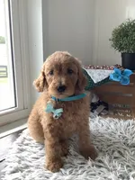 Lee F1bb golden doodle , a male Goldendoodle for sale in Baltic, OH – 2 of 9