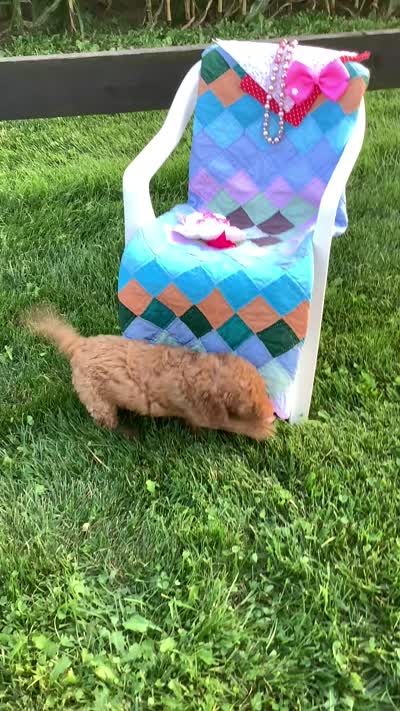 Ginger- F1bb Goldendoodle , a female Goldendoodle for sale in Baltic, OH – 7 of 10