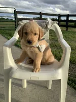 Tommy, a male Golden Retriever for sale in Baltic, OH – 4 of 9