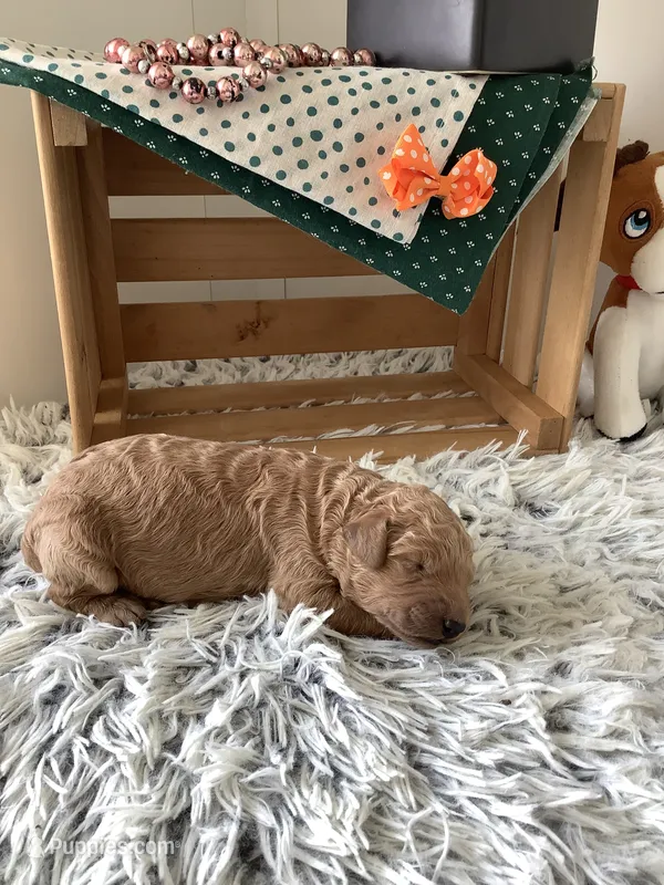 Ronnie -F1b  – Goldendoodle puppy for sale in Baltic, OH