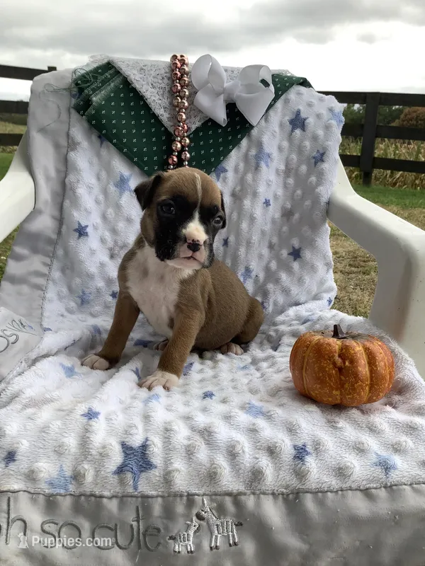 Leo – Boxer puppy for sale in Baltic, OH