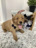 Fido, a male Golden Retriever for sale in Baltic, OH – 5 of 10
