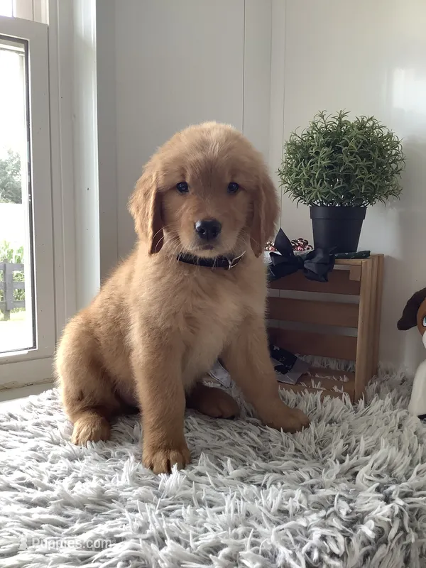 Ty – Golden Retriever puppy for sale in Baltic, OH