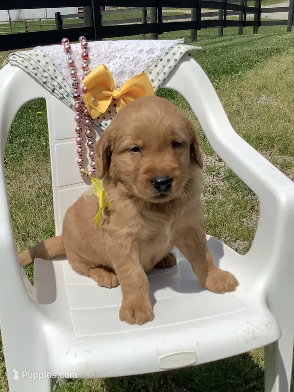 Manny – Golden Retriever puppy for sale in Baltic, OH