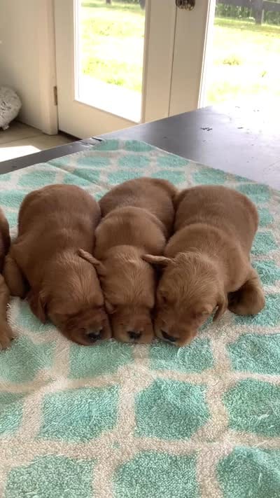 Connie , a female Golden Retriever for sale in Baltic, OH – 6 of 8