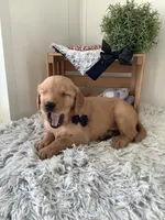 Myles, a male Golden Retriever for sale in Baltic, OH – 6 of 9