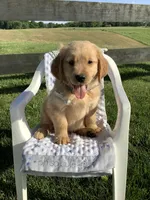 Wyatt, a male Golden Retriever for sale in Baltic, OH – 8 of 10