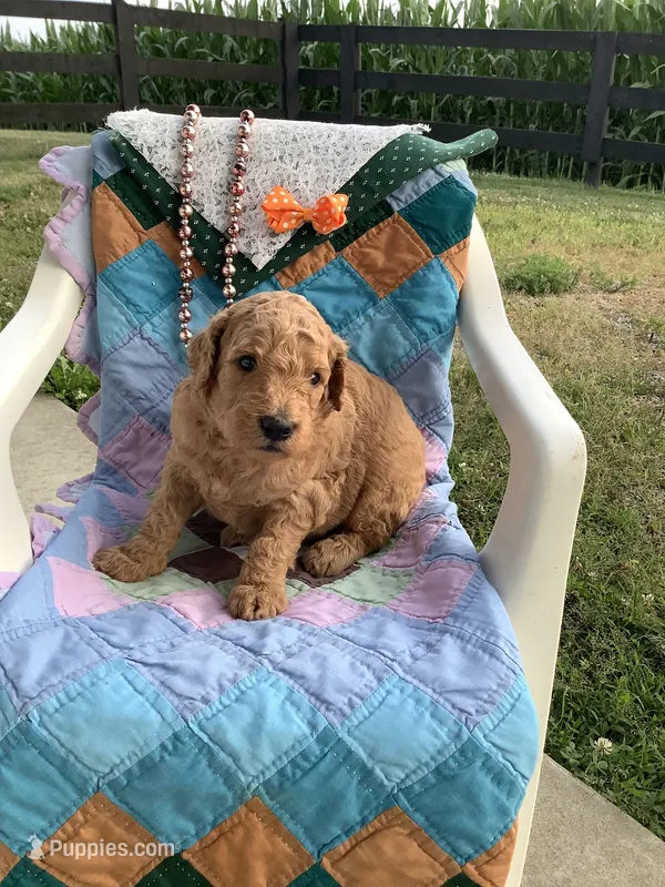 Ronnie -F1b  – Goldendoodle puppy for sale in Baltic, OH