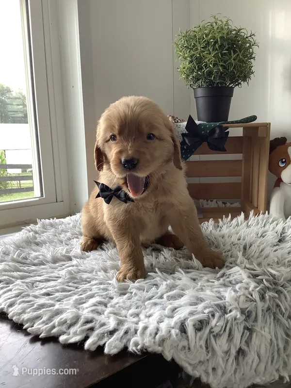 Frank  – Golden Retriever puppy for sale in Baltic, OH