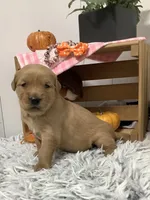 Kyle, a male Golden Retriever for sale in Baltic, OH – 2 of 8