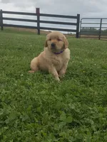 Macho, a male Golden Retriever for sale in Baltic, OH – 5 of 7