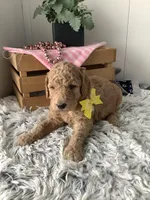 Summer F1b standard, a female Goldendoodle for sale in Baltic, OH – Photo 3 of 6