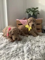 Summer F1b standard, a female Goldendoodle for sale in Baltic, OH – Photo 5 of 6