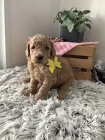 Summer F1b standard, a female Goldendoodle for sale in Baltic, OH – Photo 2 of 6