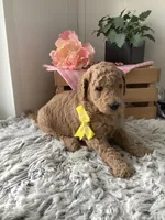 Summer F1b standard, a female Goldendoodle for sale in Baltic, OH – Photo 1 of 9