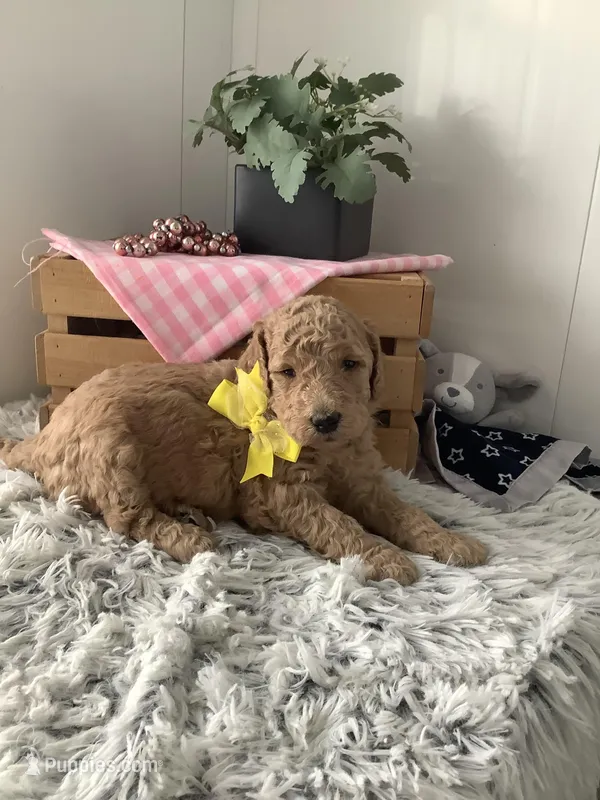 Summer F1b standard – Goldendoodle puppy for sale in Baltic, OH