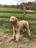 Summer F1b standard, a female Goldendoodle for sale in Baltic, OH – Photo 9 of 9