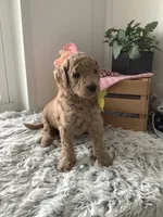 Summer F1b standard, a female Goldendoodle for sale in Baltic, OH – Photo 6 of 9