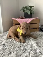 Summer F1b standard, a female Goldendoodle for sale in Baltic, OH – Photo 4 of 6