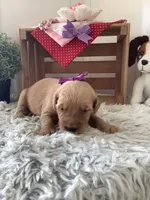 Connie , a female Golden Retriever for sale in Baltic, OH – 2 of 8