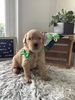 Ty, a male Golden Retriever for sale in Baltic, OH – 4 of 10