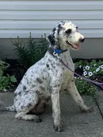 F1bb Goldendoodle - Macho, a male Goldendoodle for sale in Baltic, OH – 8 of 9