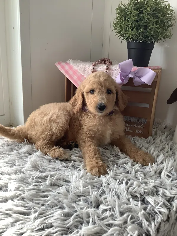 Lady- F1bb Goldendoodle  – Goldendoodle puppy for sale in Baltic, OH