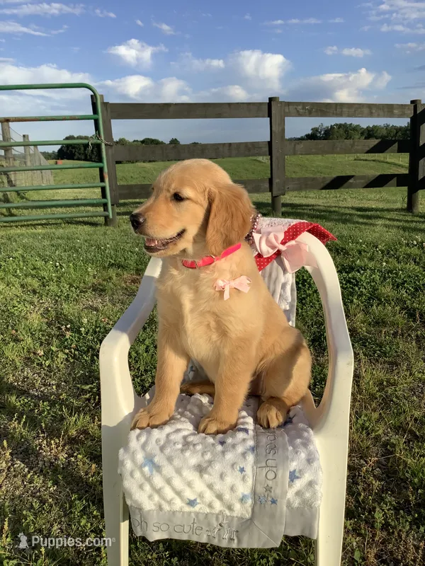 Penny – Golden Retriever puppy for sale in Baltic, OH