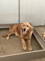Cindy, a female Golden Retriever for sale in Baltic, OH – 4 of 5