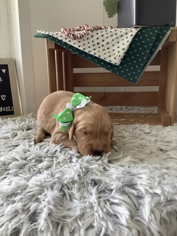 Ty – Golden Retriever puppy for sale in Baltic, OH