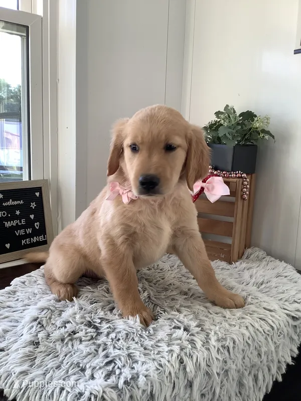Penny – Golden Retriever puppy for sale in Baltic, OH